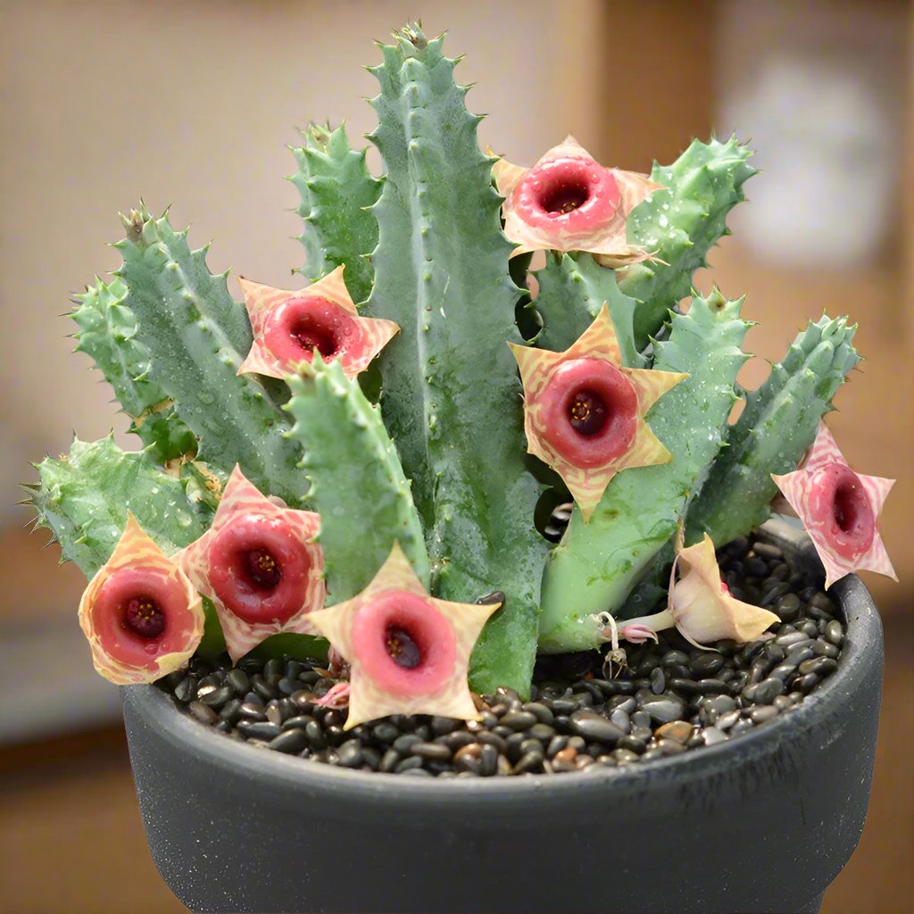 斑馬蘿藦 Huernia zebrina