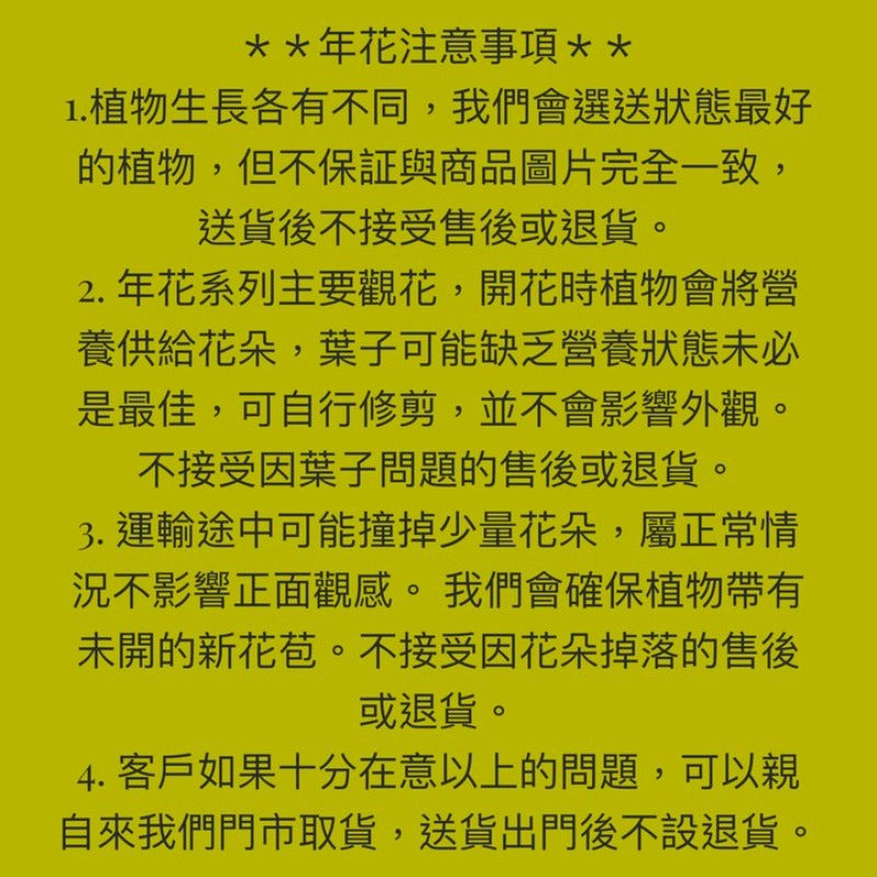 文心蘭（應季花卉）：圖片 5