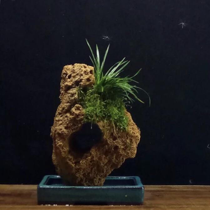 金錢菖蒲 Golden Sweet Flag (Acorus gramineus):圖片 2