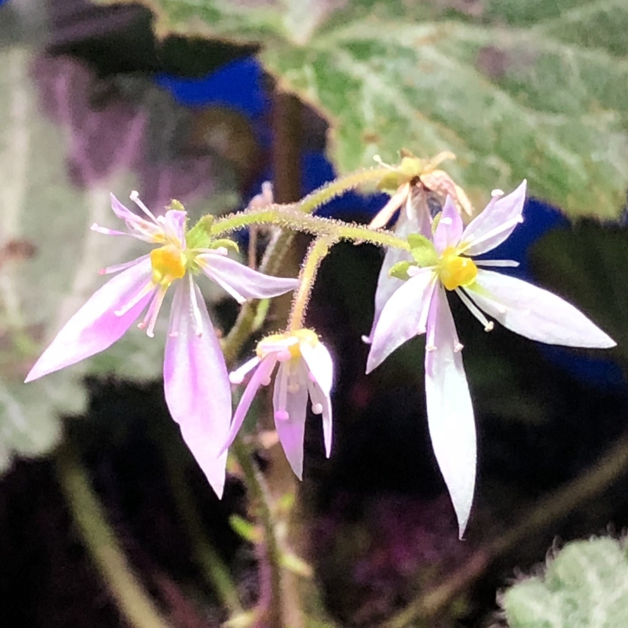 虎耳草 Strawberry Begonia (Saxifraga stolonifera)：圖片 3