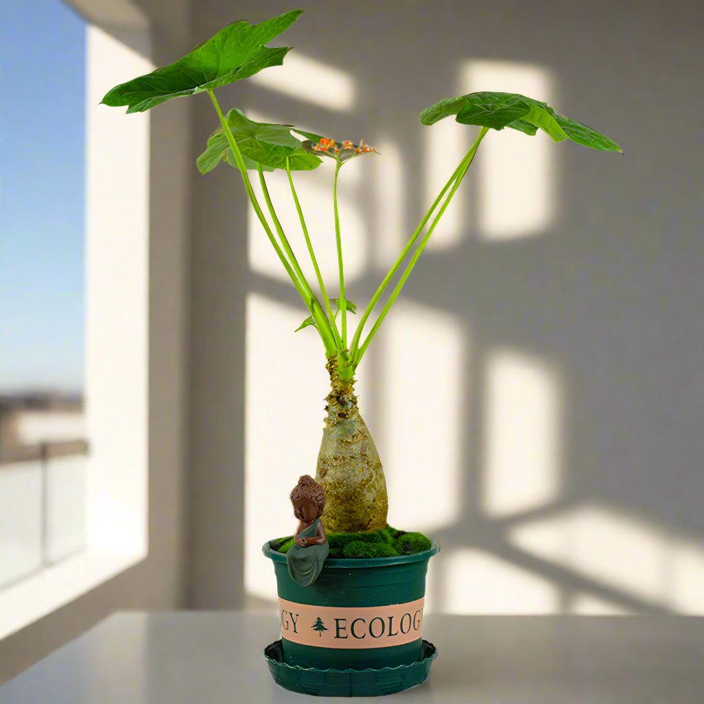 珊瑚油桐 Buddha Belly Plant (Jatropha podagrica):圖片 2