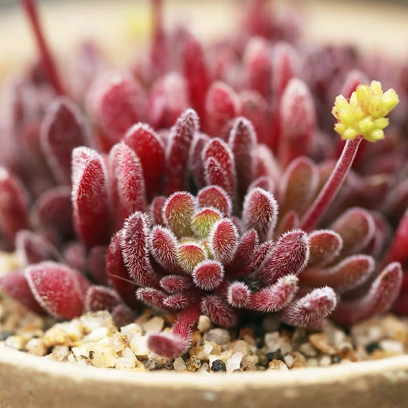 夢椿 Jersey pigmyweed (Crassula pubescens)