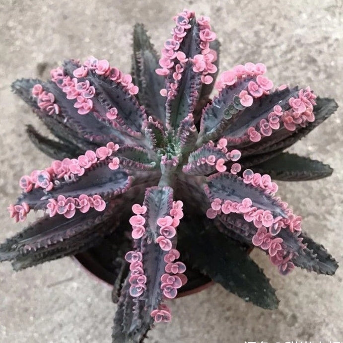 不死鳥, 落地生根 Kalanchoe Daigremontian Hybrid (Kalanchoe adans)：圖片 2