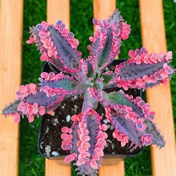 不死鳥, 落地生根 Kalanchoe Daigremontian Hybrid (Kalanchoe adans):圖片 3