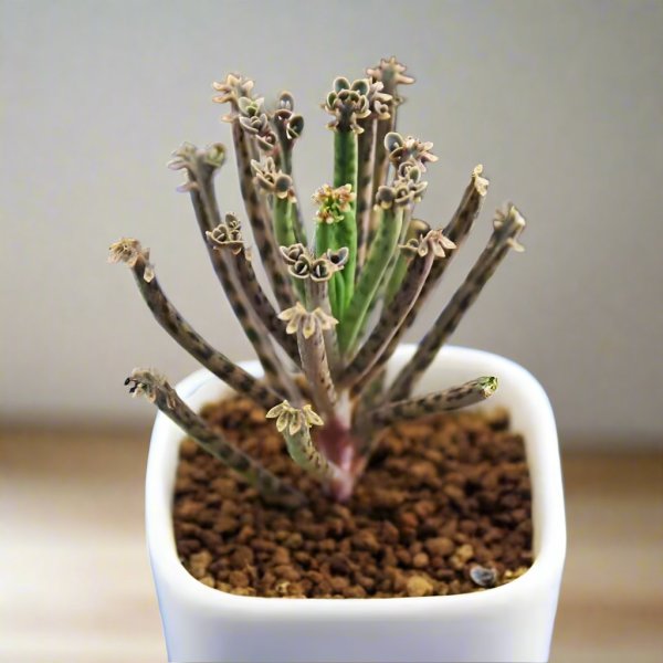 洋吊鐘/落地生根 Kalanchoe delagoensis:圖片 2