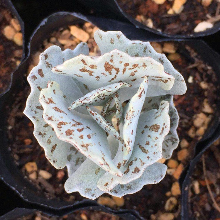 扇雀 Kalanchoe rhombopilosa