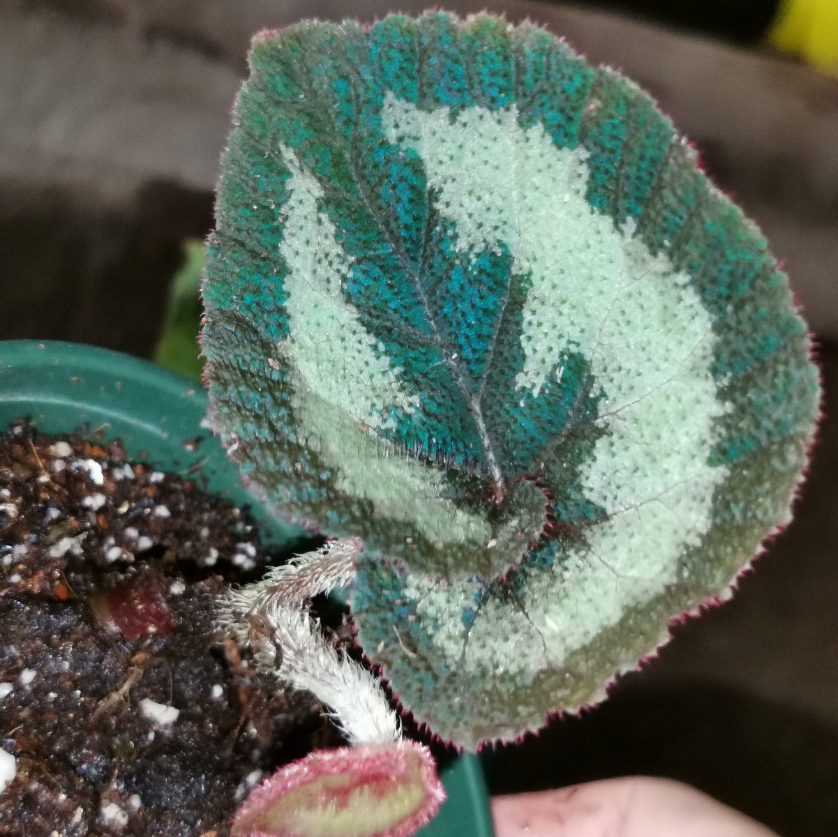 秋海棠 Begonia sp. (king):圖片 2