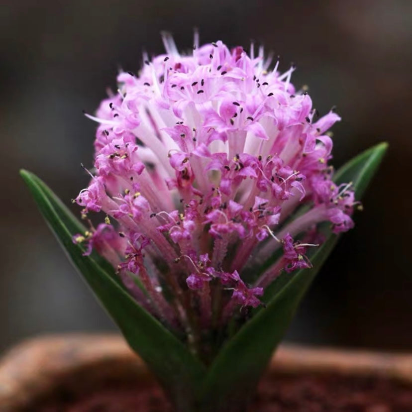 納金花屬 Lachenalia ensifolia