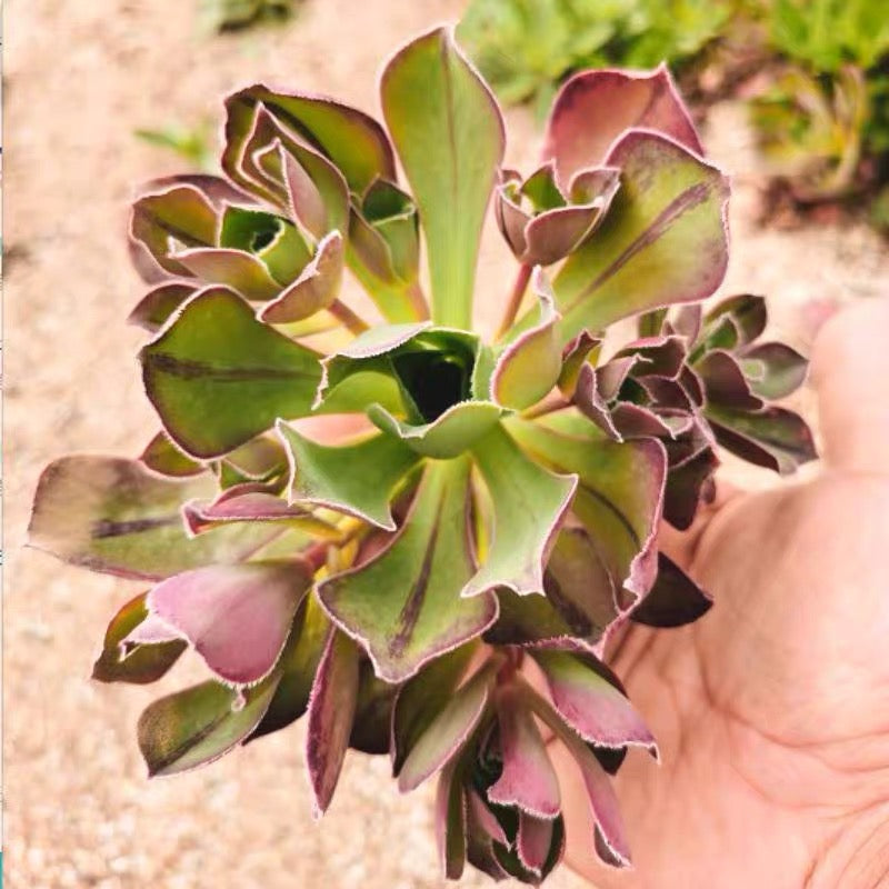使徒法師蓮花掌屬 Marnier Lapostolle (Aeonium)