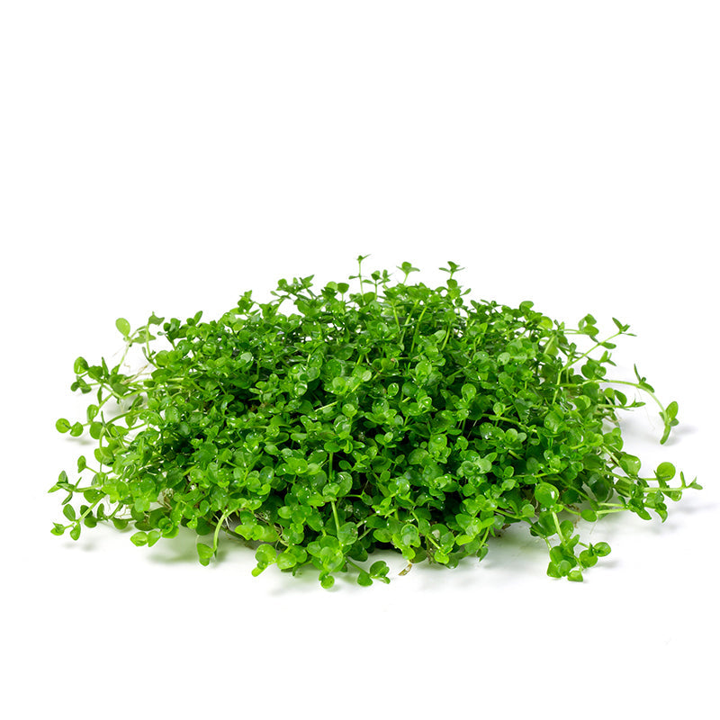 爬地矮珍珠（Hemianthus callitrichoides）：圖片 2