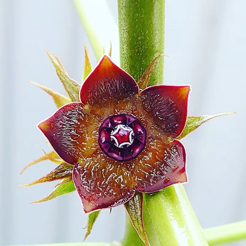 龜甲蘿藦 Milk Vines (Matelea cyclophylla):圖片 6