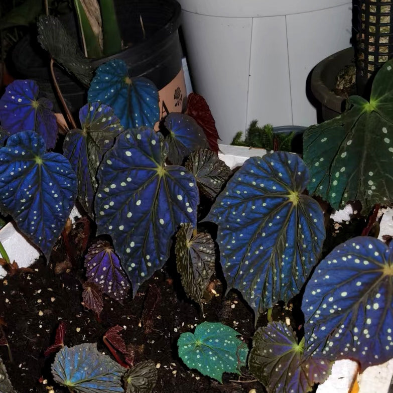星空秋海棠 starry sky (Begonia sp)