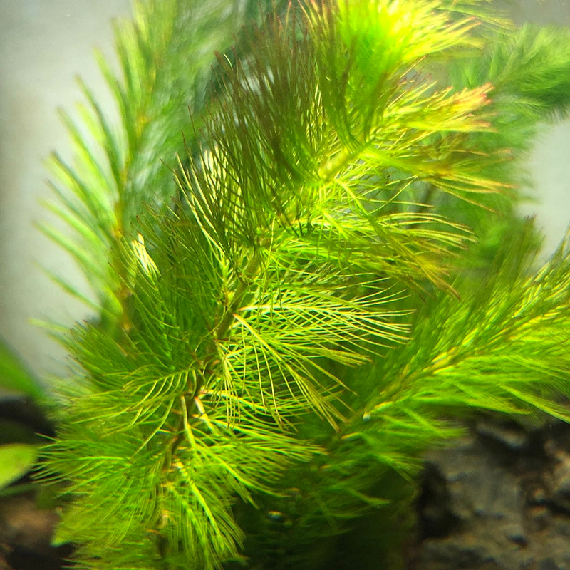 杉葉狐尾藻 Myriophyllum hippuroides:圖片 2