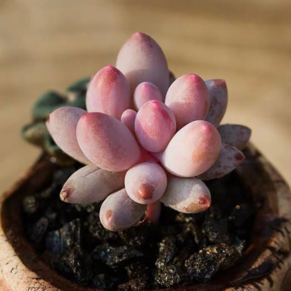 嬰兒手指 Baby finger (Pachyphytum machucae)：圖片 2