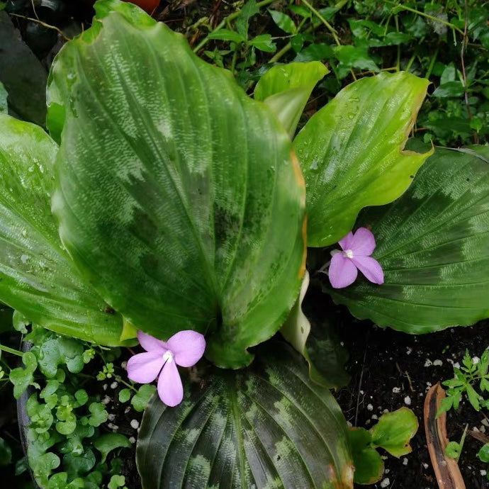 孔雀薑 Peacock Ginger (Kaempferia pulchra)