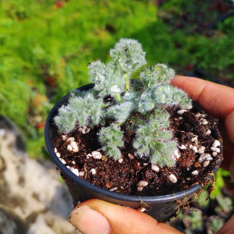 羽葉洋葵 Pelargonium appendiculatum:圖片 3
