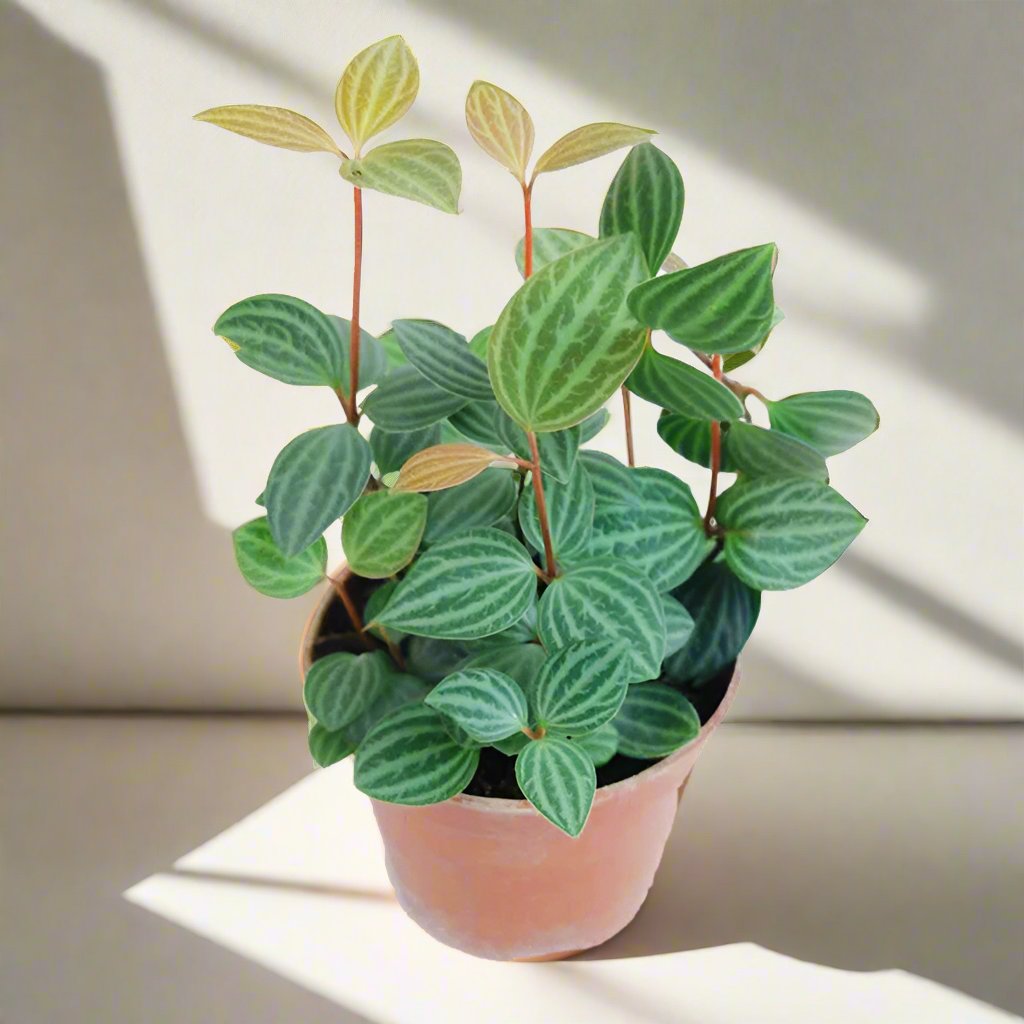 白脉椒草 Parallel Peperomia (Peperomia puteolata)
