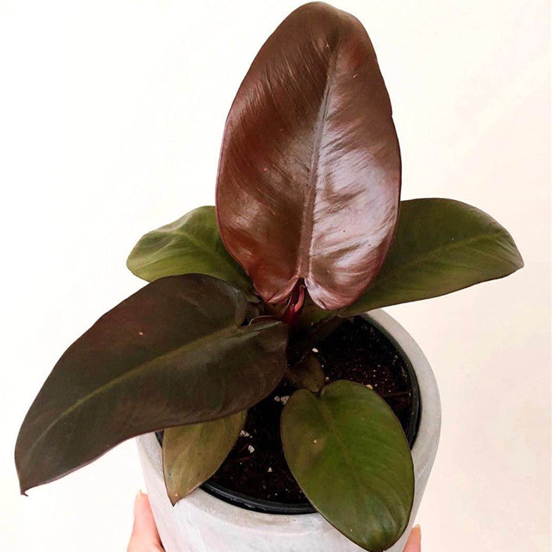 黑主教蔓綠絨 Philodendron 'Black Cardinal'