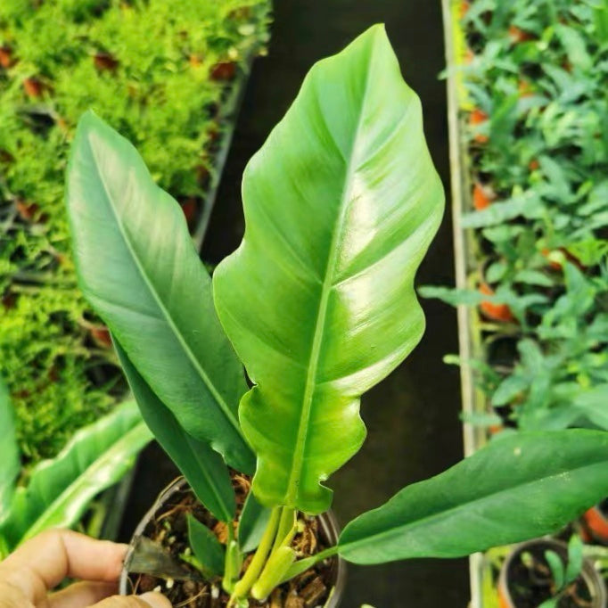 綠鱷蔓綠絨 Philodendron 'Jungle boogie'