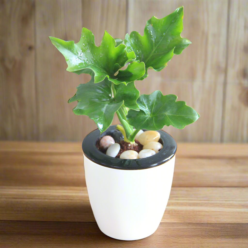 羽裂蔓綠絨 Philodendron selloum koch