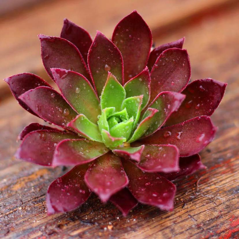 鳳凰法師蓮花掌屬 Aeonium (Phoenix Flame)