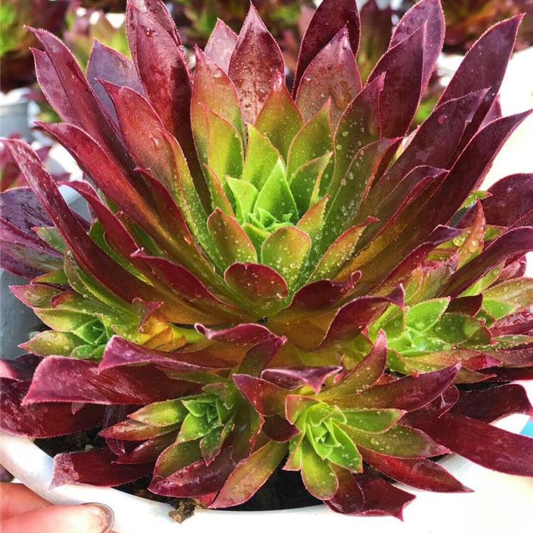 鳳凰法師蓮花掌屬 Aeonium (Phoenix Flame)：圖片 2