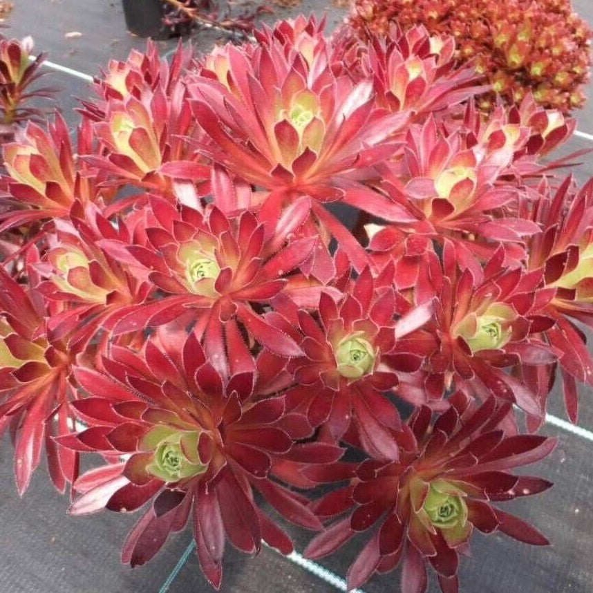 鳳凰法師蓮花掌屬 Aeonium (Phoenix Flame)：圖片 3