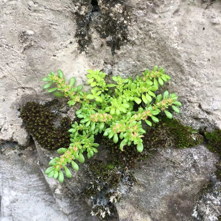小葉冷水花 Pilea microphylla:圖片 3