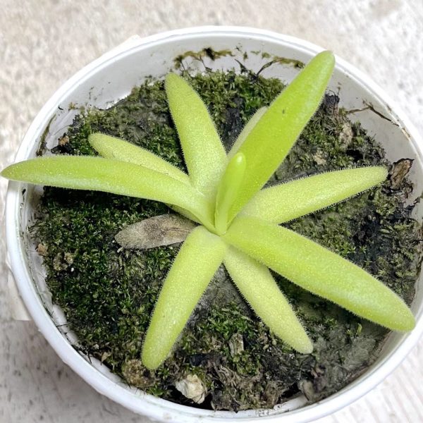阿芙蘿狄蒂捕蟲堇 Pinguicula 'Aphrodite':圖片 2