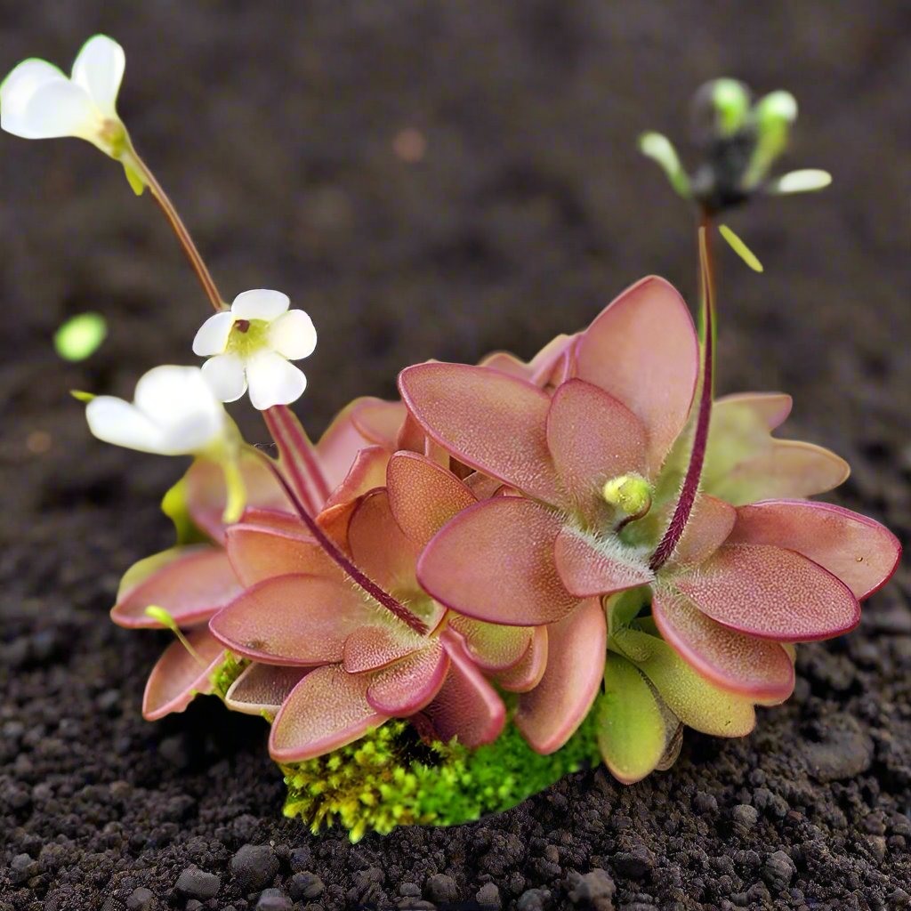 水晶捕蟲堇 Pinguicula cv crystal