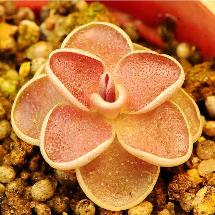 愛蘭捕蟲堇 Butterworts (Pinguicula ehlersiae) (直徑2-4cm)：圖片 2