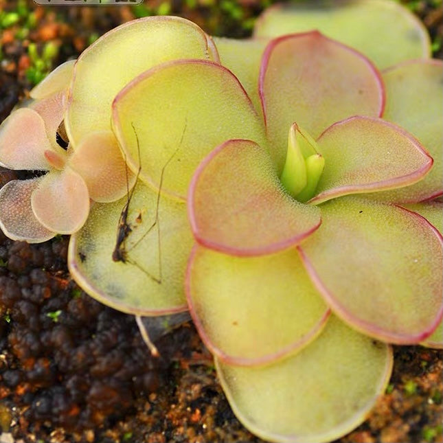 立柏瑞捕蟲堇 Pinguicula ibarrae：圖片 2