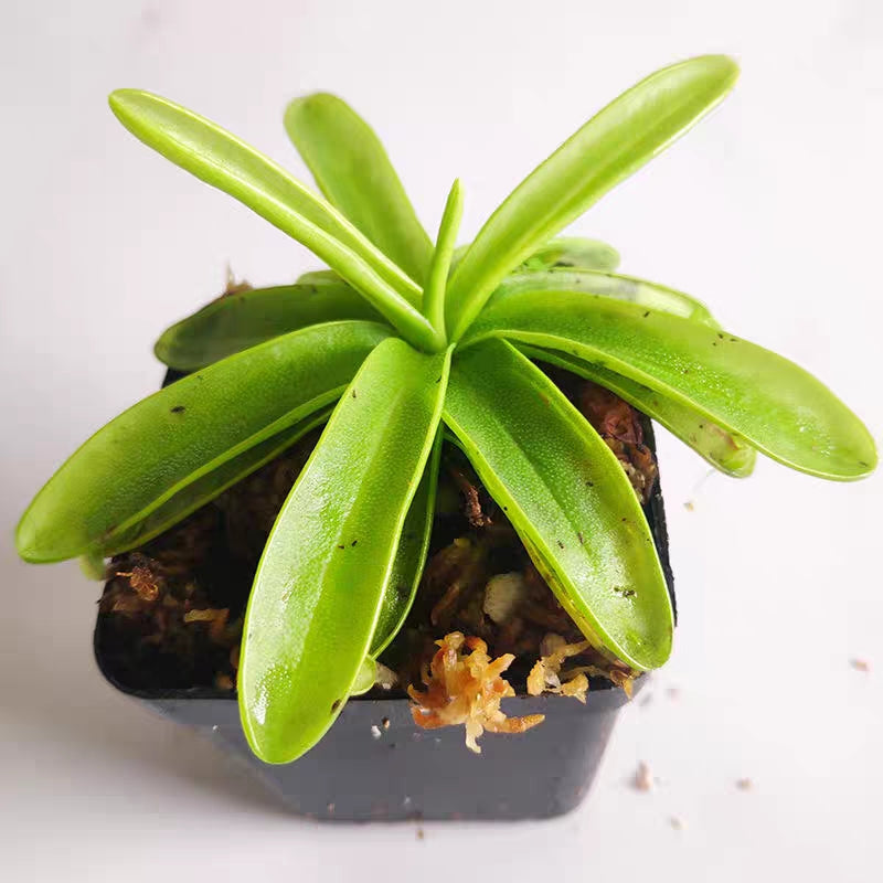 櫻葉捕蟲堇 Pinguicula primuliflora：圖片 2