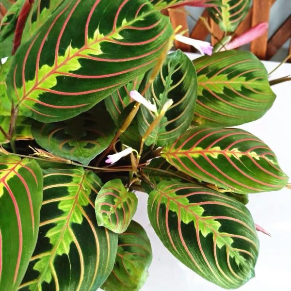 豹紋竹芋 Maranta leuconeura var. erythroneura：圖片 3