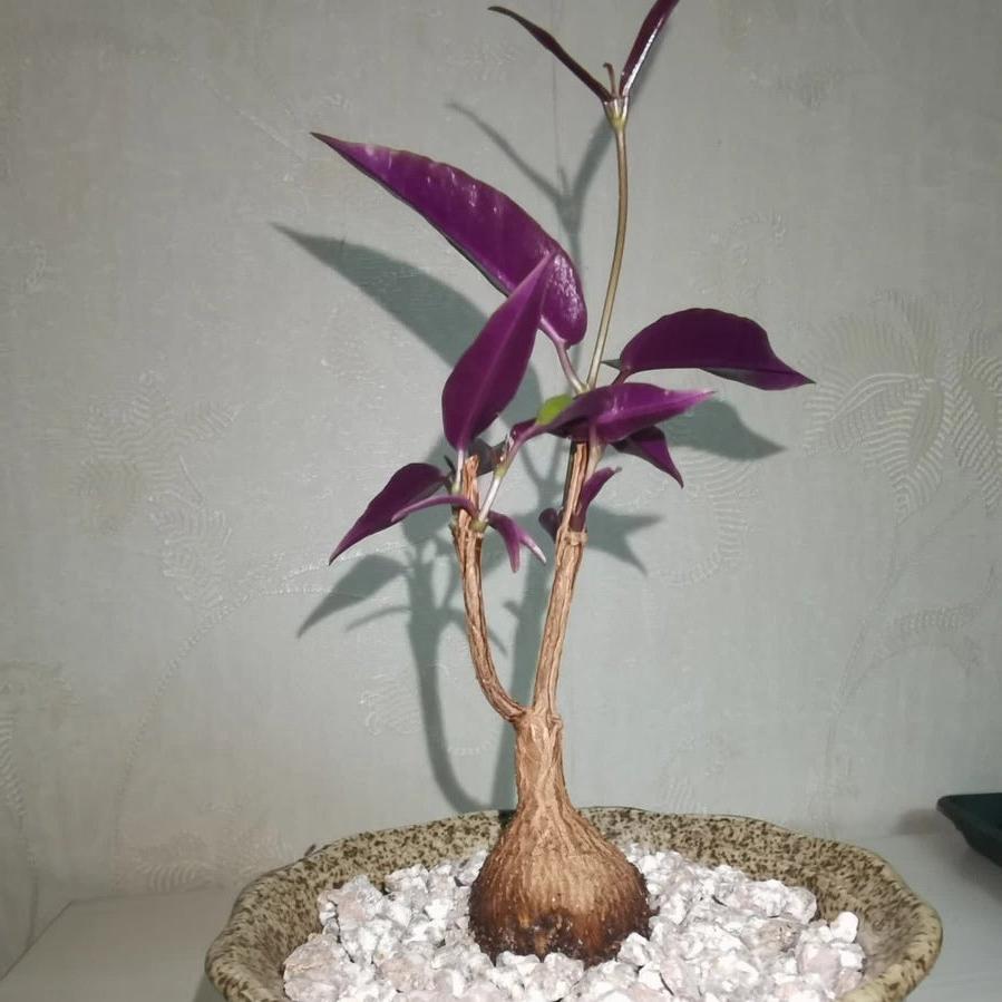 紫背蘿藦 Propeller vine (Petopentia natalensis):圖片 2