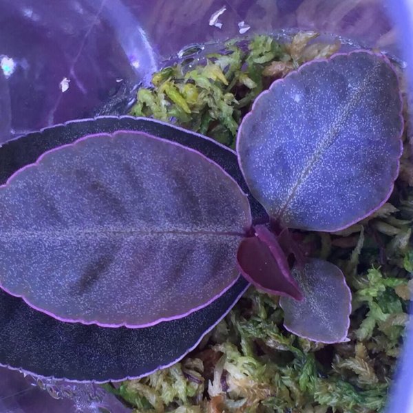 紫金牛 Ardisia sp. Purple