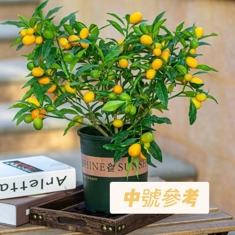 四季金桔：圖片 3
