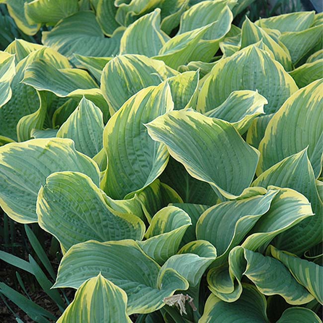 玉簪花 Sagae Hosta：圖片 4