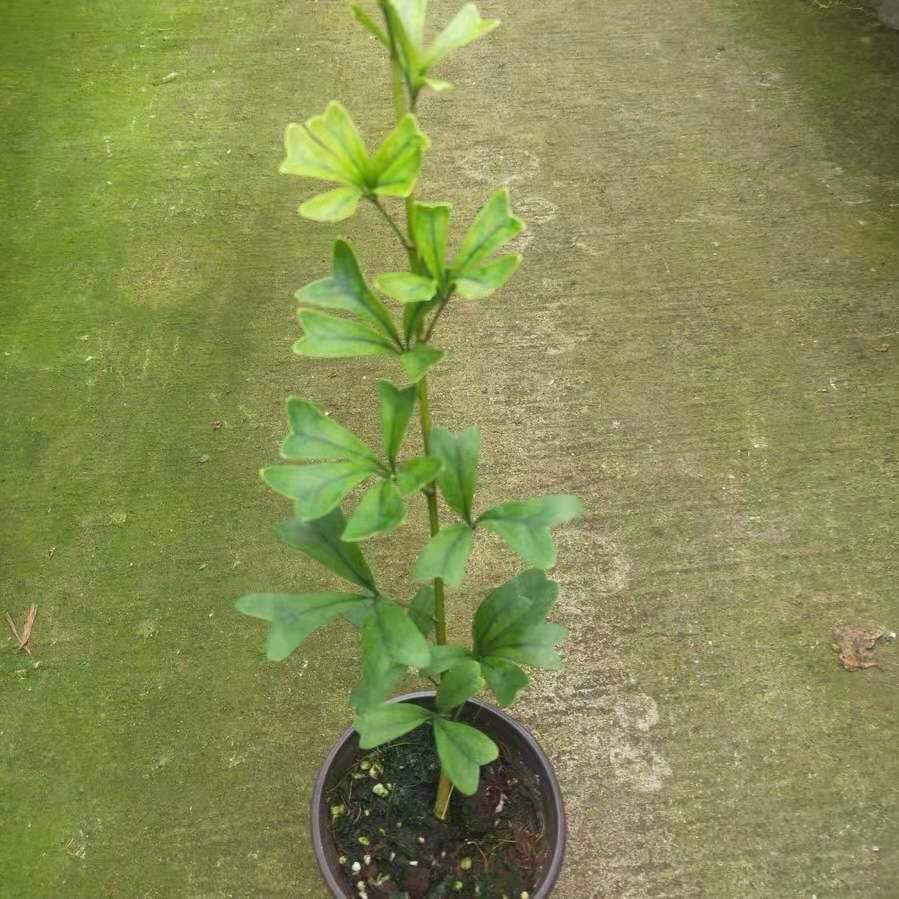 鵝掌柴 Schefflera 'Triangularis':圖片 2