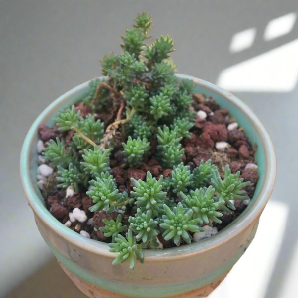 薄雪萬年草 Sedum hispanicum (Spanish Stonecrop)