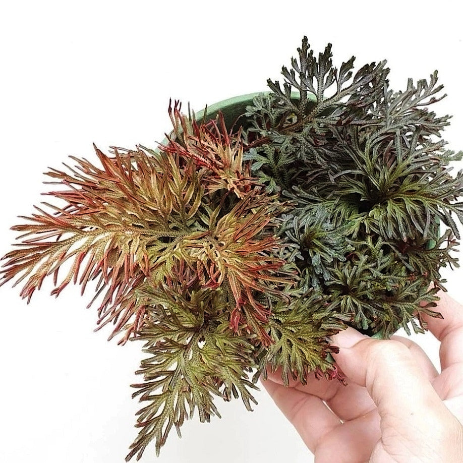 珊瑚卷柏 Selaginella erythropus
