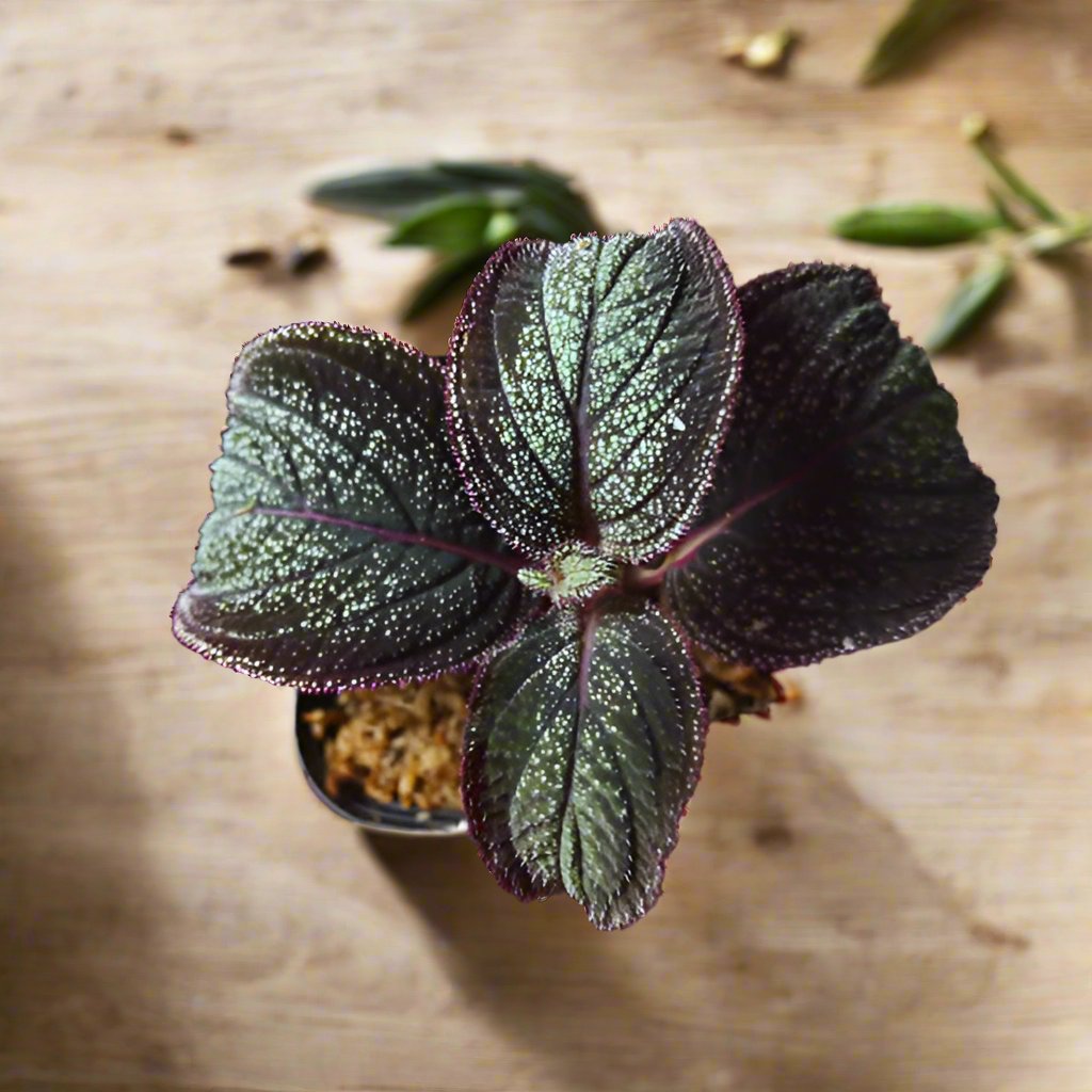蜂鬥草 Sonerila sp. phitsanulok:圖片 2