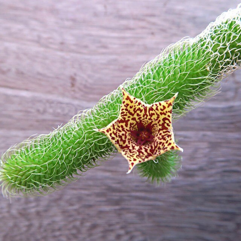 蘿藦毛絨角 Stapelianthus pilosus：圖片 2