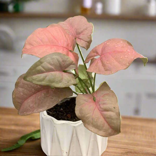 霓虹合果芋 Syngonium podophyllum 'Neon Robusta'