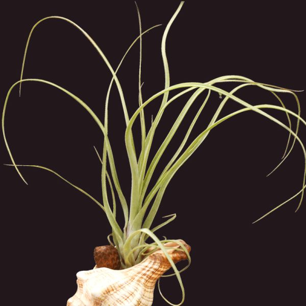 柳葉空鳳 Northern needleleaf (Tillandsia balbisiana)：圖片 2