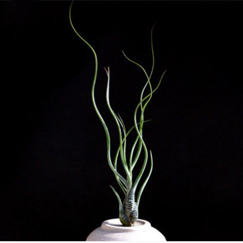 虎斑空鳳 Tillandsia butzii
