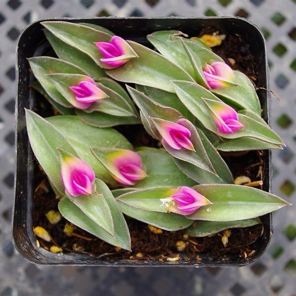 重扇 Window's tears (Tradescantia navicularis) (直徑2-4cm)：圖片 2