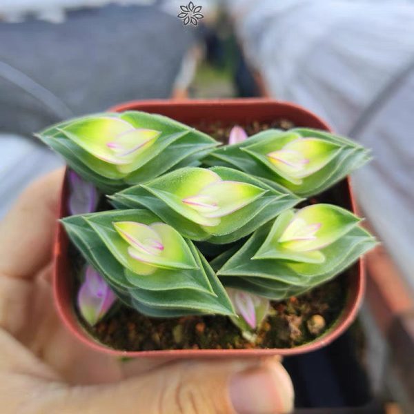 重扇 Window's tears (Tradescantia navicularis) (直徑2-4cm)