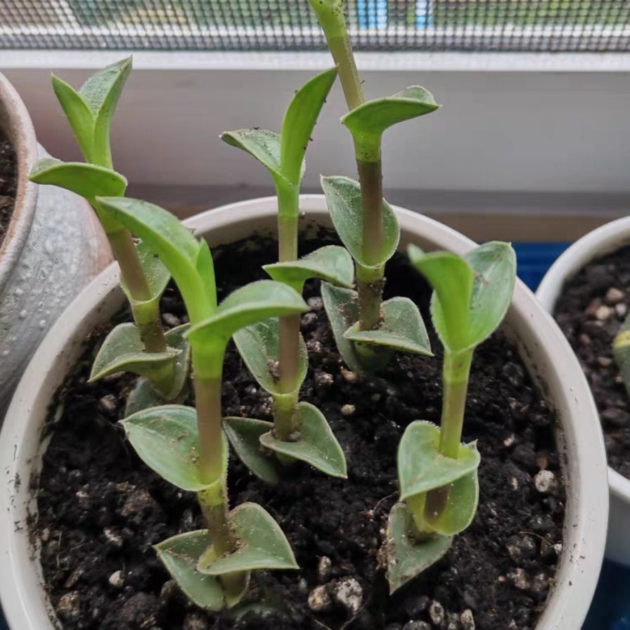 重扇 Window's tears (Tradescantia navicularis) (直徑2-4cm):圖片 4