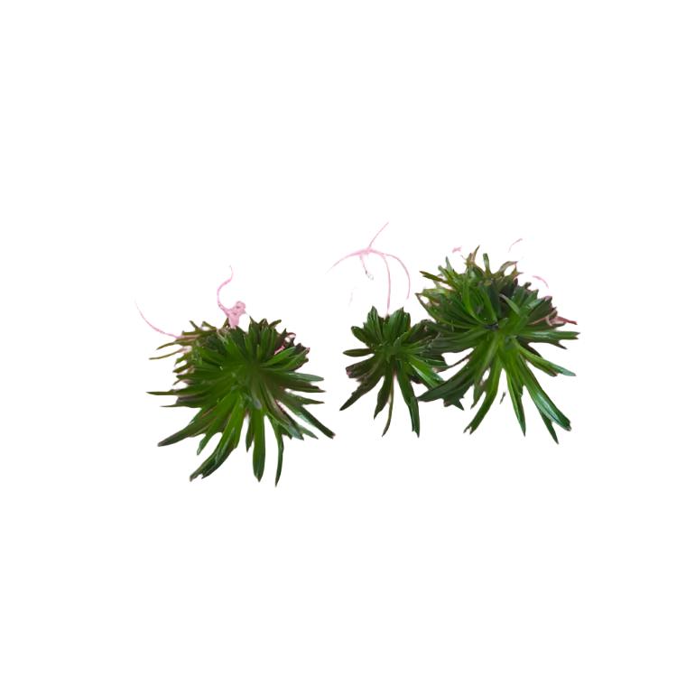 丹波花柱草 Trigger plant (Stylidium petiolare):圖片 3